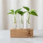 Sprout and Soil Wooden Propagation Station with 3 Glass Test Tubes - Image 3